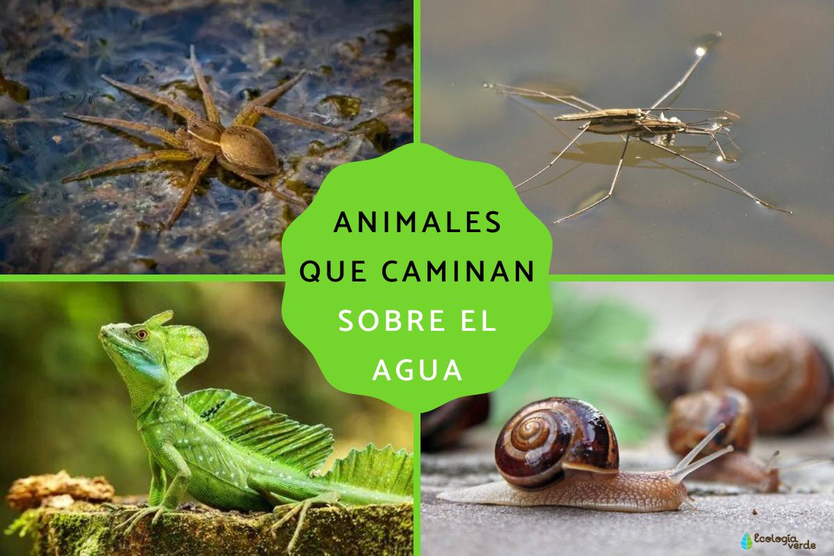 Animales que caminan sobre el agua