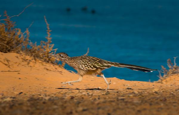 Correcaminos grande - Características del correcaminos grande