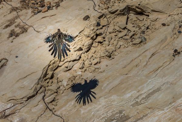 Correcaminos grande - Comportamiento del correcaminos grande