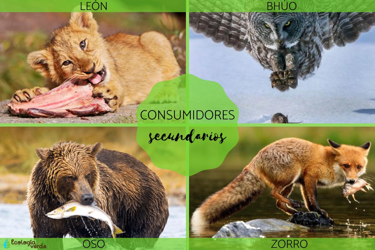 Consumidores secundarios: qué son y ejemplos