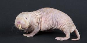 ¿Existen animales que no sienten dolor?