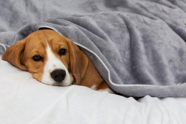 ¿Existen animales que no sienten dolor? - ¿Los animales sienten dolor?