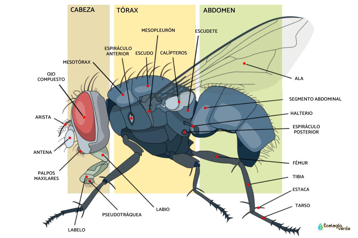 Partes de la mosca