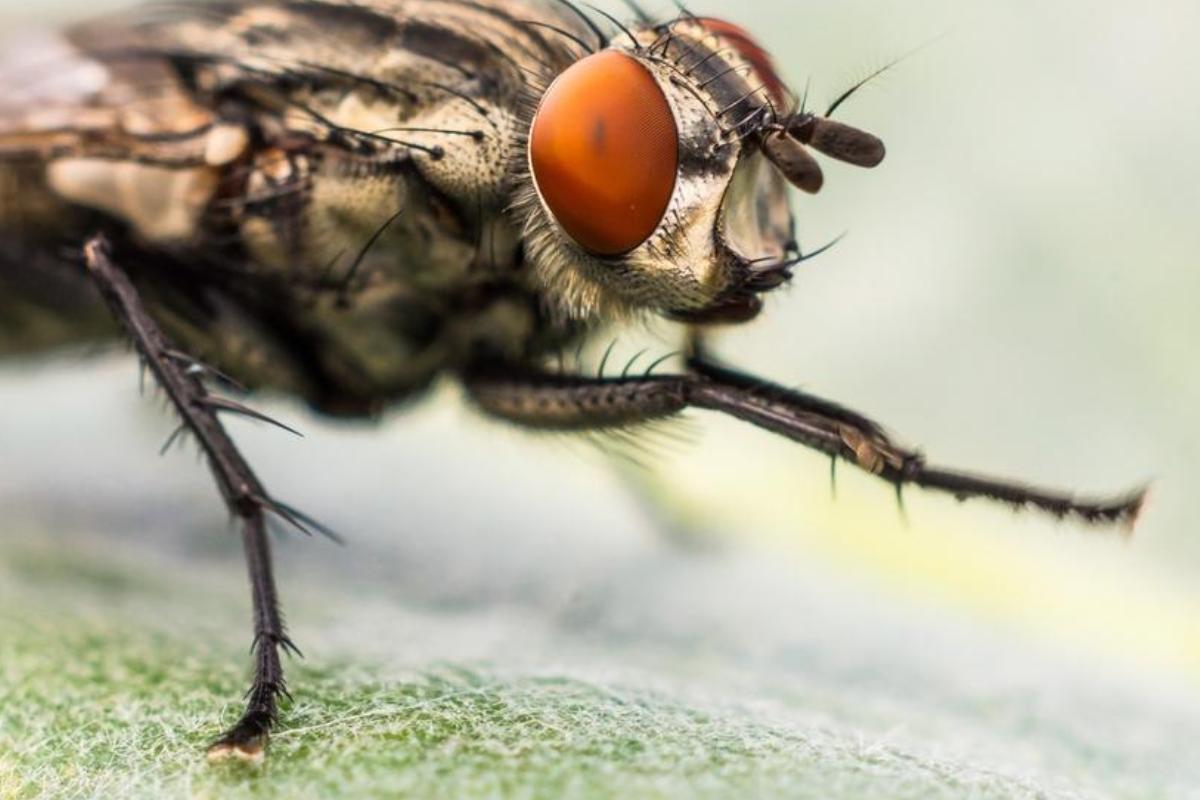 Partes de la mosca Resumen y FOTOS Partes de la mosca Resumen y FOTOS