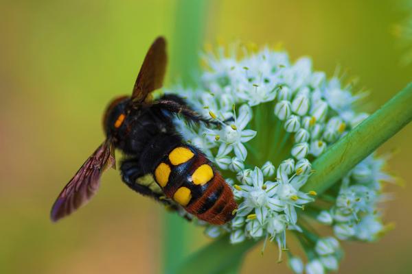 Megascolia maculata o avispa mamut - Características de la avispa mamut