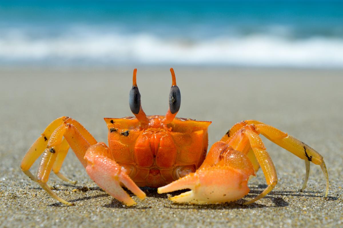 ¿El cangrejo es vertebrado o invertebrado?