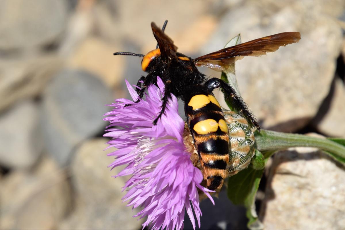 Megascolia maculata o avispa mamut