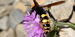 Megascolia maculata o avispa mamut