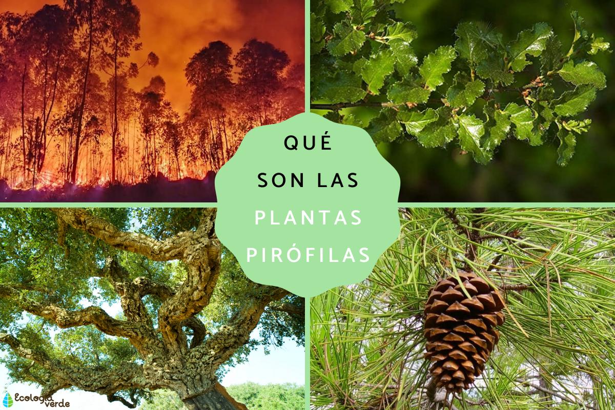 Plantas pirófilas: qué son, tipos y ejemplos
