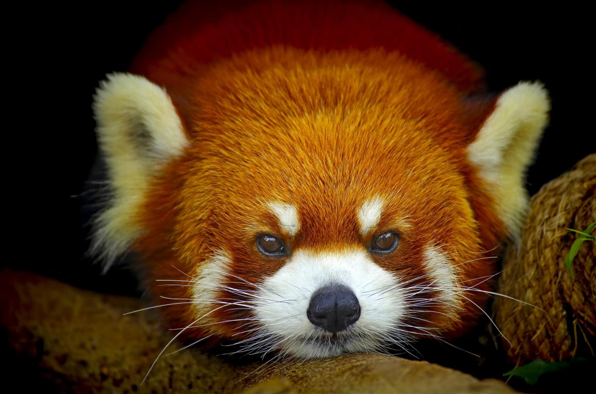 Por qué el oso panda rojo está en peligro de extinción