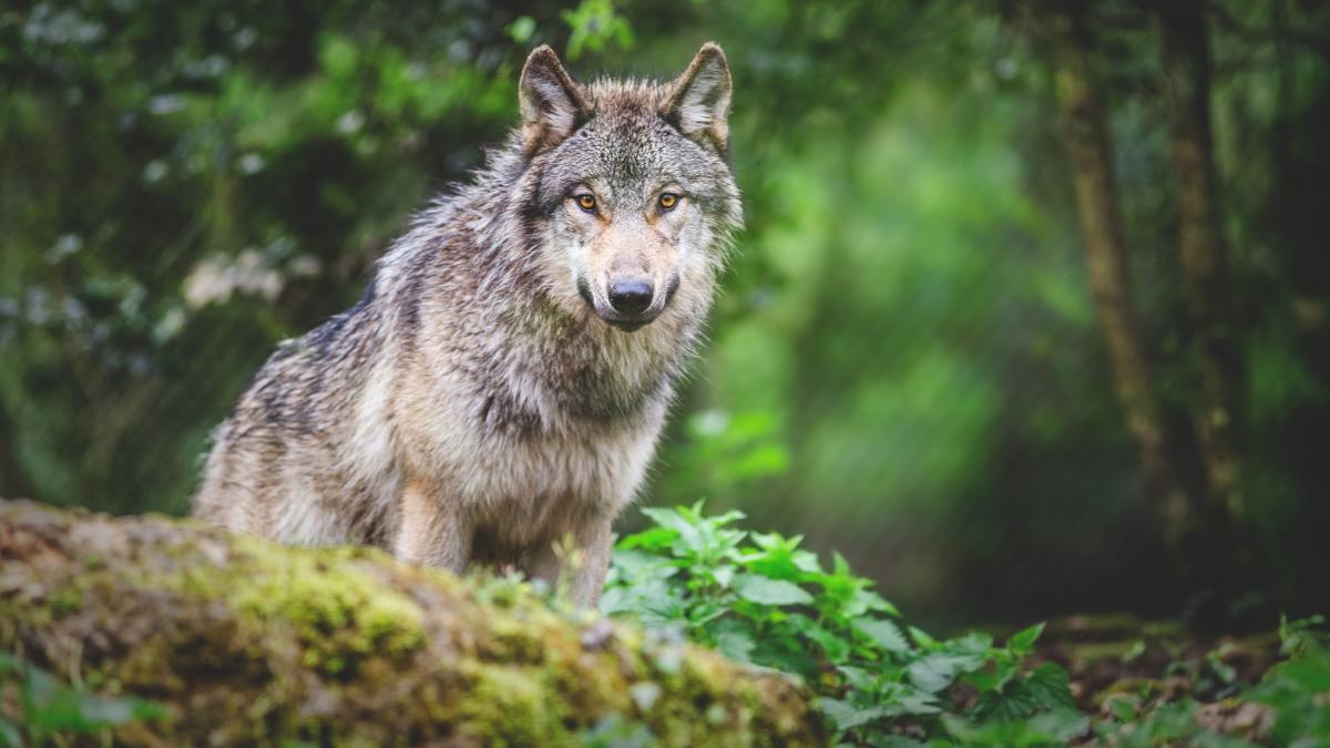 Introdujeron 14 lobos en Yellowstone hace 30 años y ahora los científicos observan cómo se recuperan los bosques