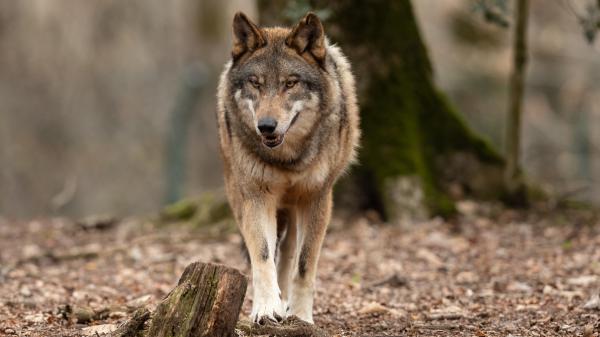 Introdujeron 14 lobos en Yellowstone hace 30 años y ahora los científicos observan cómo se recuperan los bosques - Los lobos regresaron a Yellowstone y los álamos vuelven a crecer después de décadas