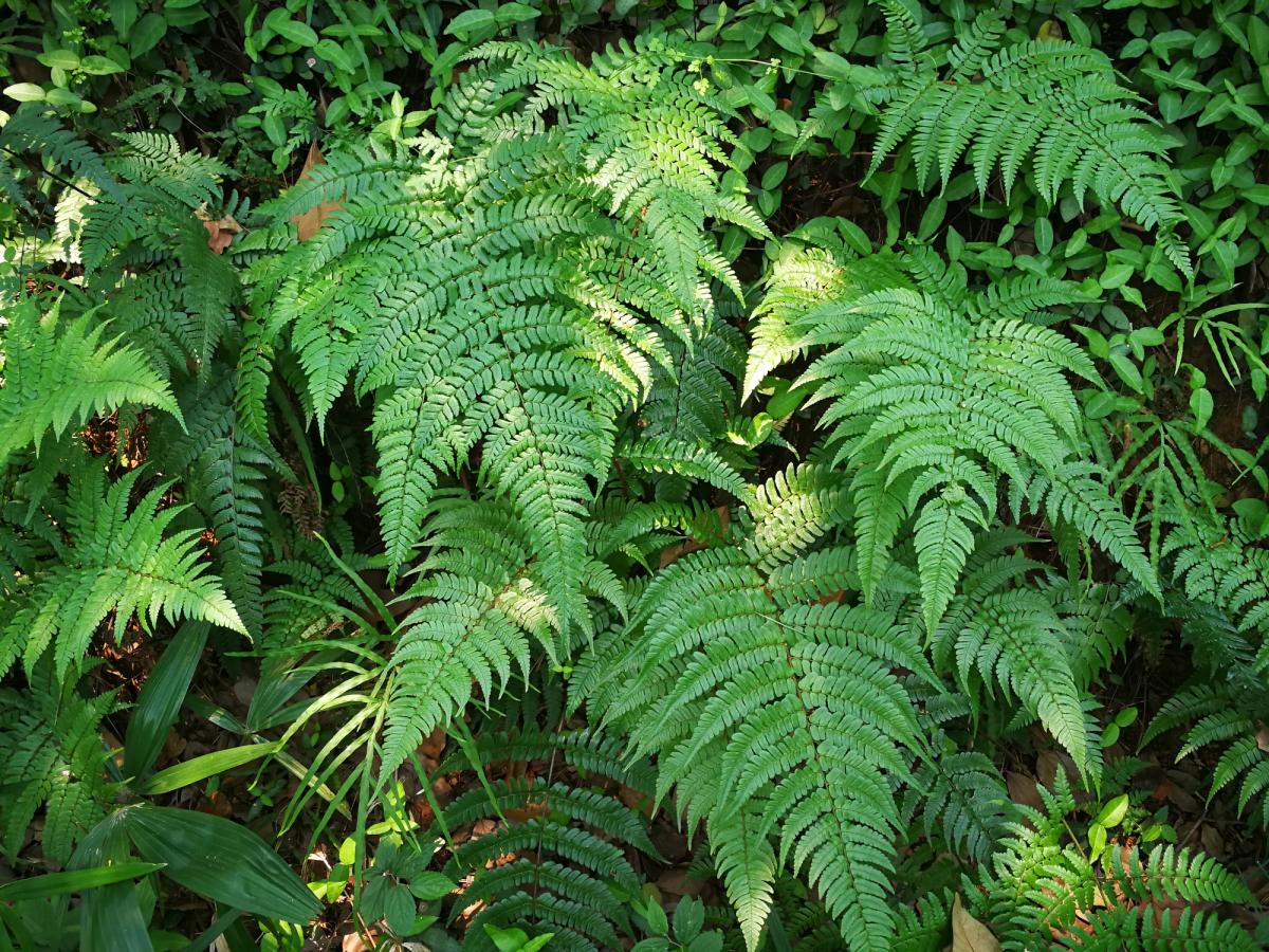Plantas criptógamas: qué son, características y ejemplos