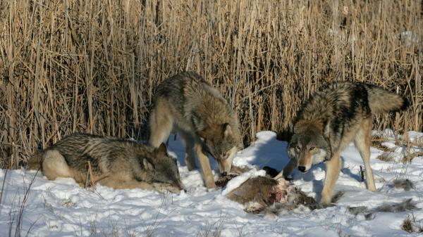 Introdujeron 14 lobos en Yellowstone hace 30 años y ahora los científicos observan cómo se recuperan los bosques - Por qué desaparecieron los lobos de Yellowstone y cómo comenzó su recuperación