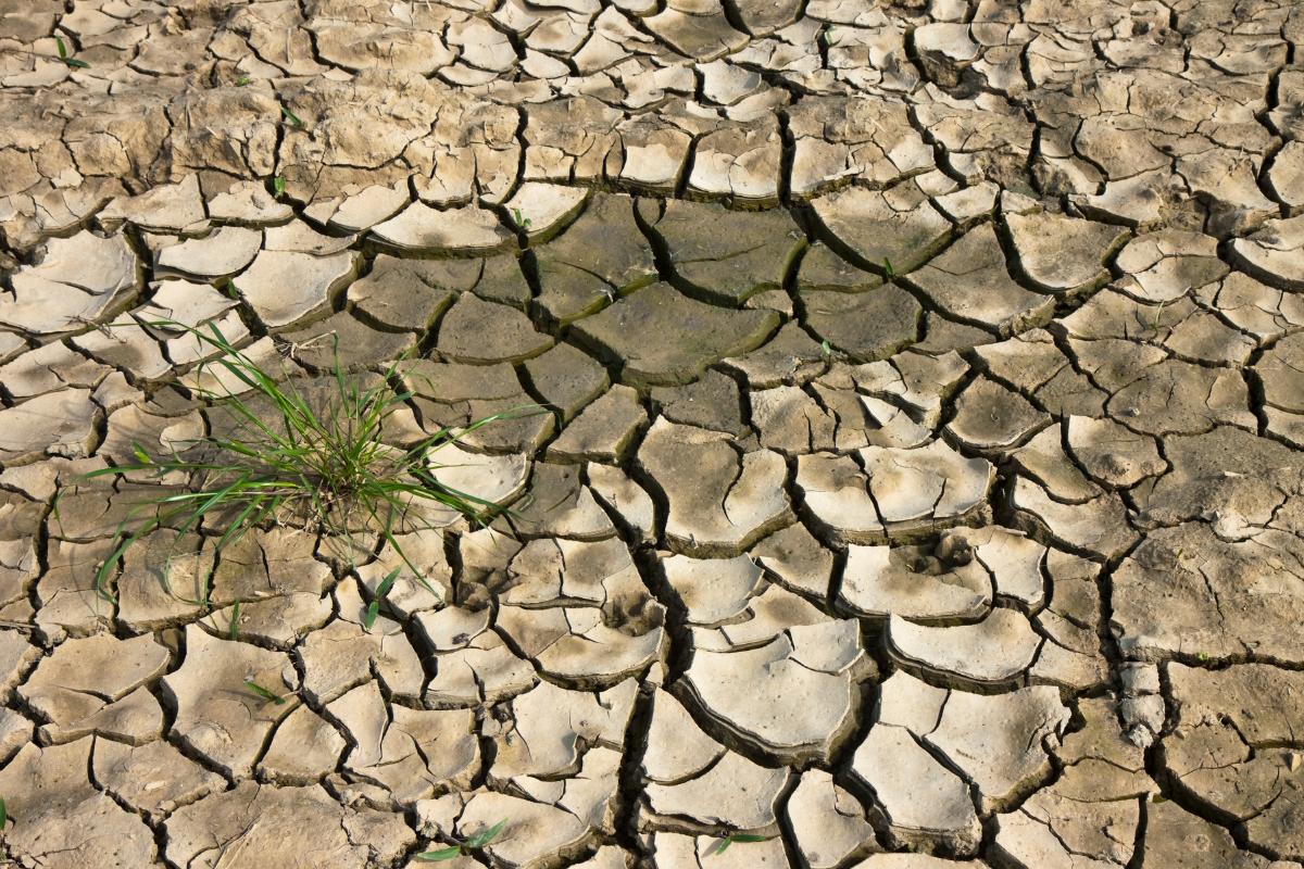 Desertificación: qué es, causas y consecuencias