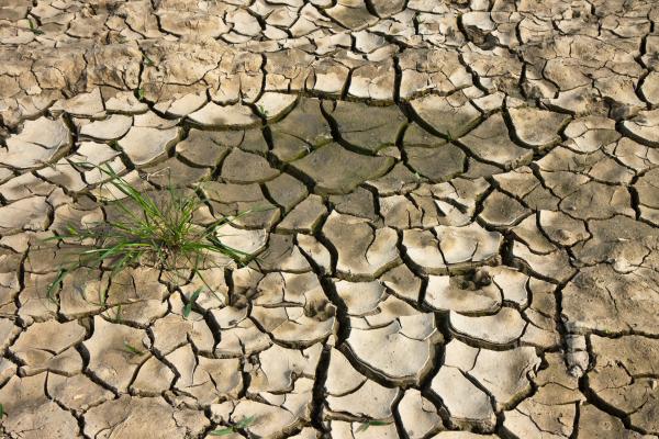 Desertificación: qué es, causas y consecuencias