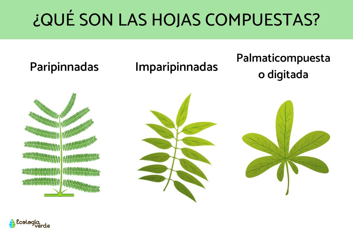 Hojas compuestas: qué son, tipos y ejemplos