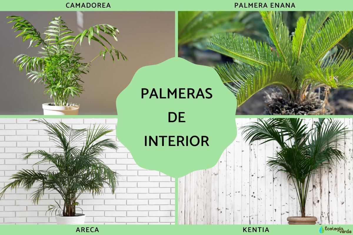 Palmeras de interior: tipos y cuidados