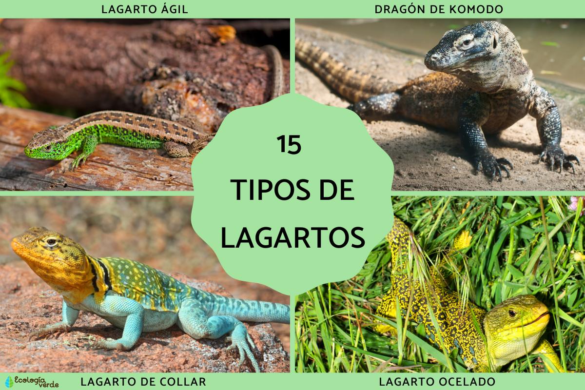 Tipos de lagartos