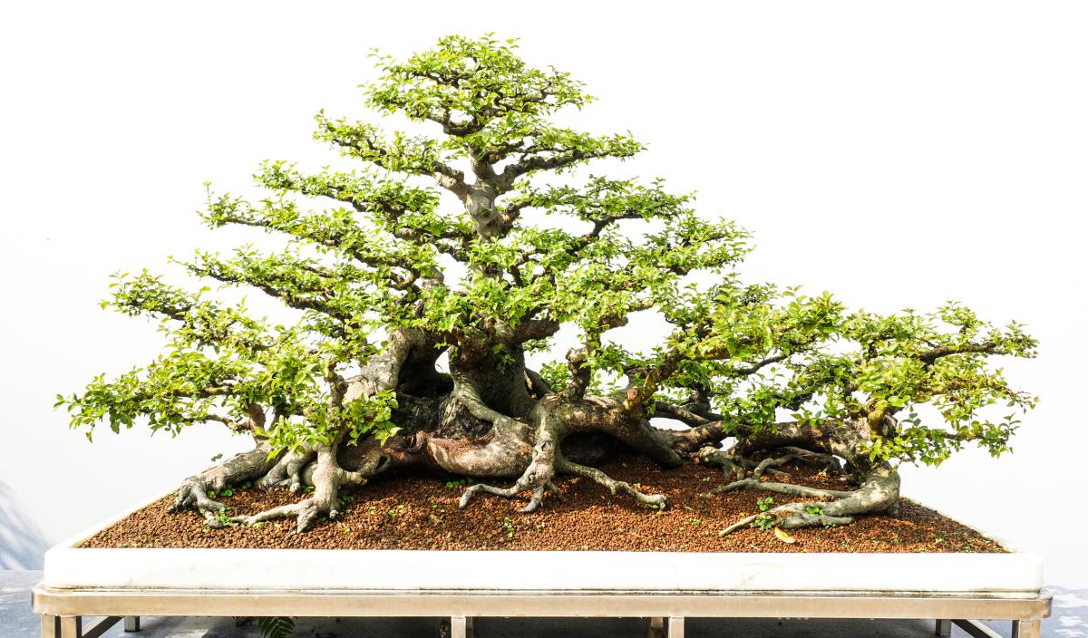 Kiryuzuna: qué es y para qué sirve