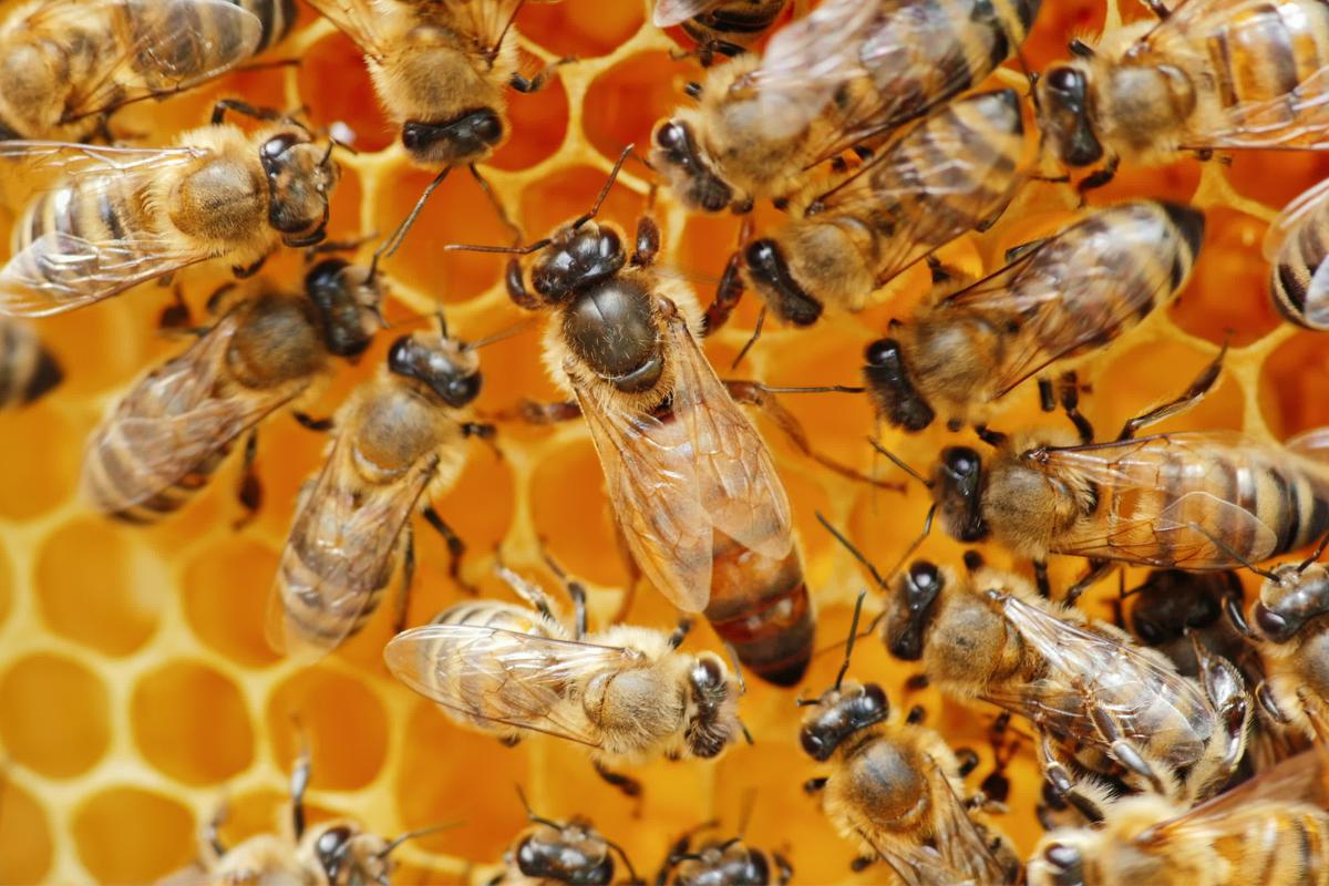 Abeja reina: tamaño, cómo nace y cuánto vive