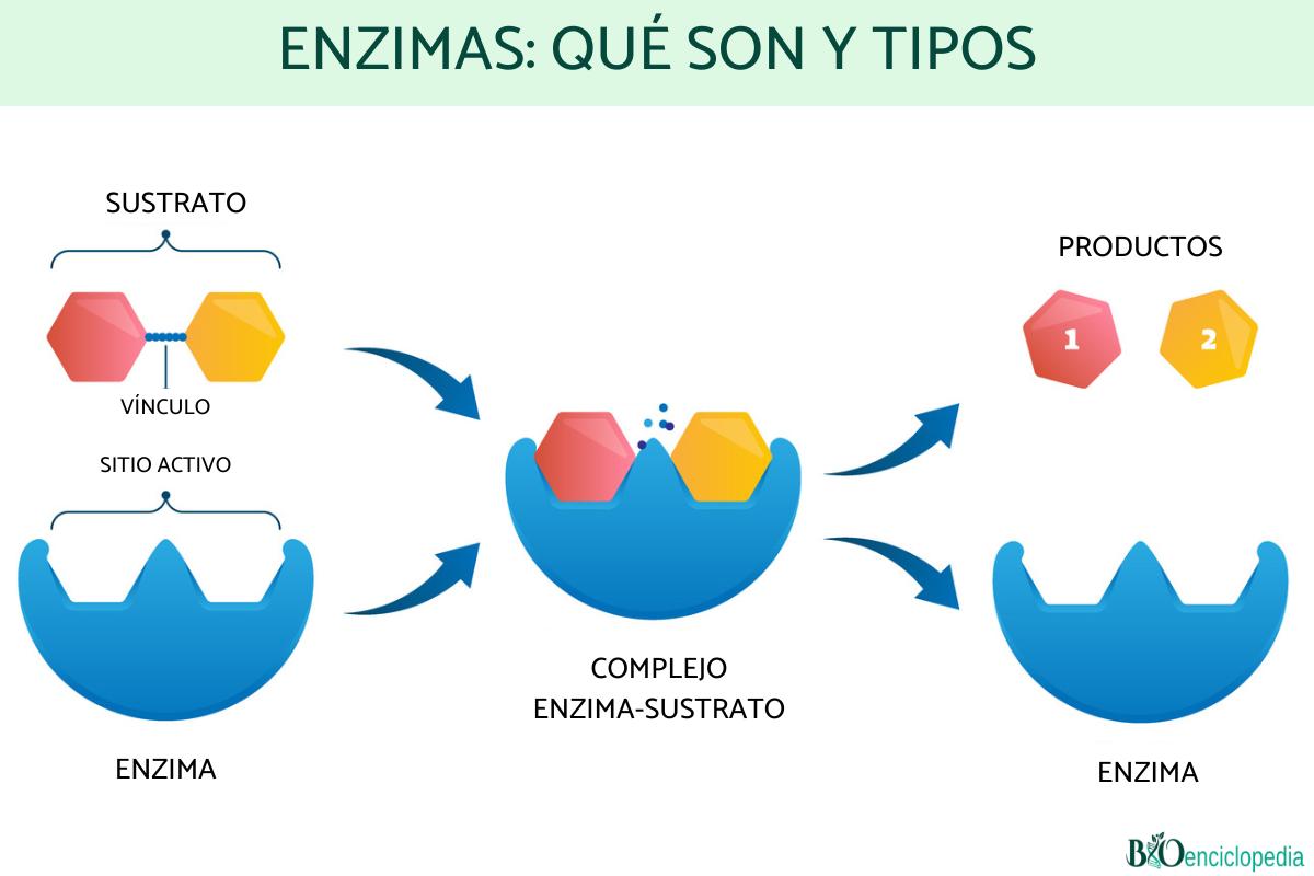 Enzimas: qué son y tipos