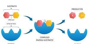 Enzimas: qué son y tipos