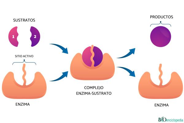 Enzimas: qué son y tipos - Función de las enzimas 