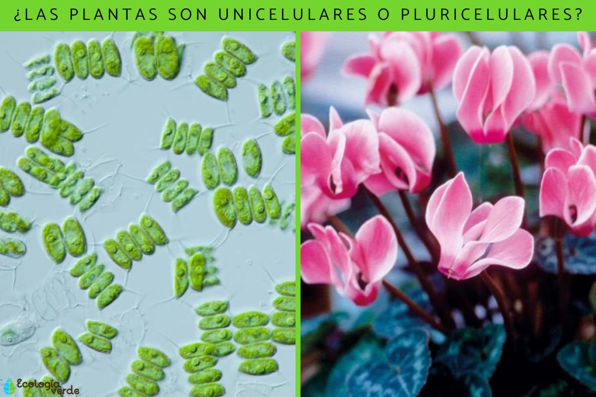 ¿Las plantas son unicelulares o pluricelulares?