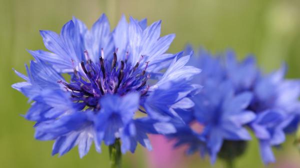 Ni geranios ni lavanda: la planta silvestre resistente al verano español que llena el jardín de flores azules con pocos cuidados - Cómo cultivar acianos para disfrutar de flores durante meses