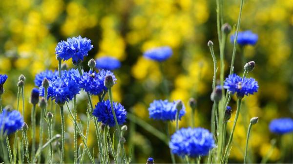 Ni geranios ni lavanda: la planta silvestre resistente al verano español que llena el jardín de flores azules con pocos cuidados - Consejos para que florezca con más intensidad