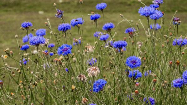 Ni geranios ni lavanda: la planta silvestre resistente al verano español que llena el jardín de flores azules con pocos cuidados - El aciano, una planta preparada para soportar el verano español