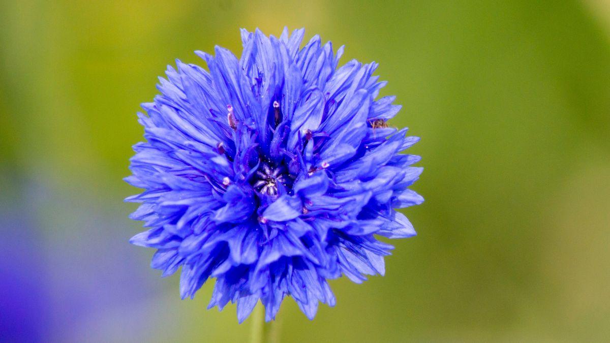 Ni geranios ni lavanda: la planta silvestre resistente al verano español que llena el jardín de flores azules con pocos cuidados