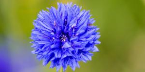 Ni geranios ni lavanda: la planta silvestre resistente al verano español que llena el jardín de flores azules con pocos cuidados