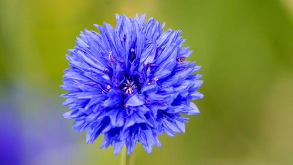 Ni geranios ni lavanda: la planta silvestre resistente al verano español que llena el jardín de flores azules con pocos cuidados