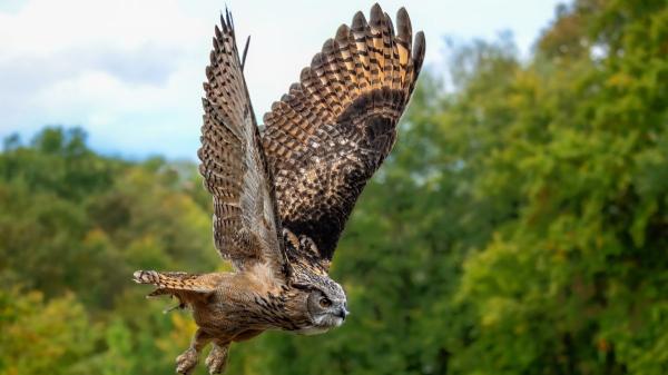 El búho real en España: se recupera, pero la caza aún amenaza su futuro - Aunque está protegido, siguen matándolo: la caza que amenaza al búho real