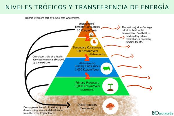 Niveles tróficos: qué son, cuáles son y ejemplos - Cuáles son los niveles tróficos