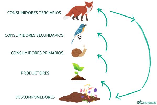 Niveles tróficos: qué son, cuáles son y ejemplos - Ejemplos de niveles tróficos y cadenas tróficas