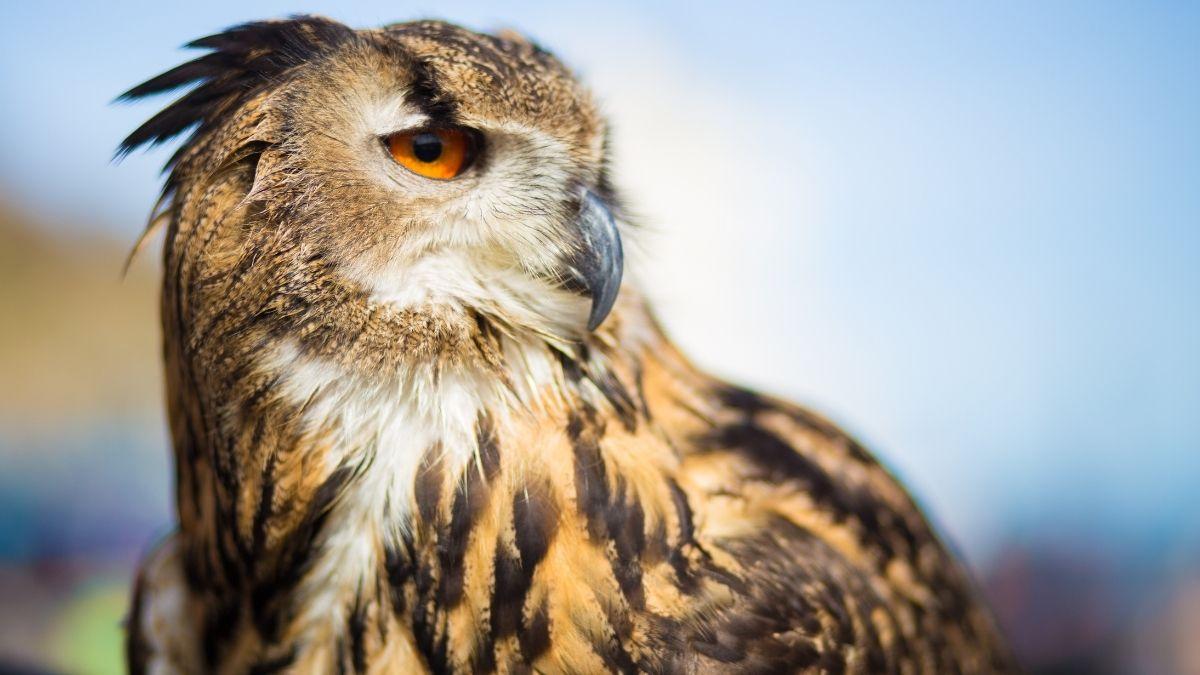 El búho real en España: se recupera, pero la caza aún amenaza su futuro