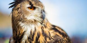 El búho real en España: se recupera, pero la caza aún amenaza su futuro