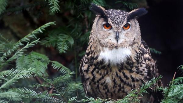 El búho real en España: se recupera, pero la caza aún amenaza su futuro - El guardián del ecosistema: el papel clave del búho real en la naturaleza