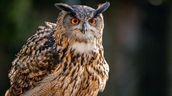 El búho real en España: se recupera, pero la caza aún amenaza su futuro - Las zonas de España donde vive el búho real