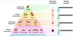 Niveles tróficos: qué son, cuáles son y ejemplos