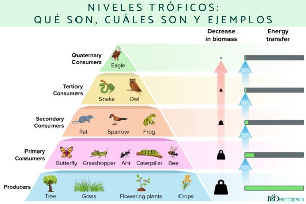 Niveles tróficos: qué son, cuáles son y ejemplos