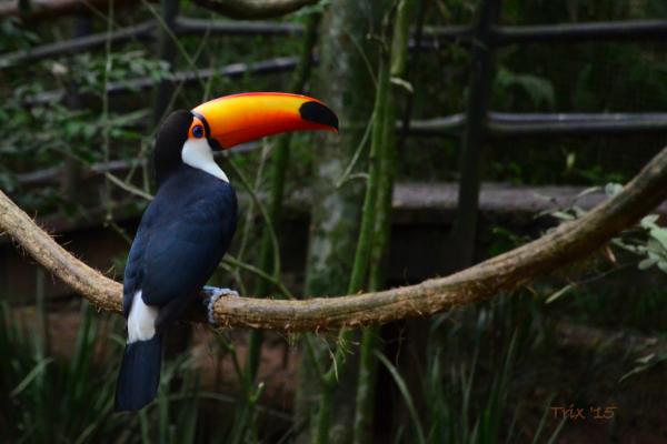 Tucán - Características y descripción del tucán