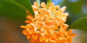 El árbol con más perfume del mundo: cómo cultivarlo en maceta y llenar tu balcón de aroma