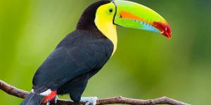 Tucán