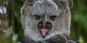 Águila harpía