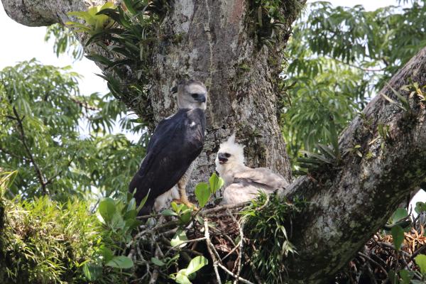 Águila harpía - Reproducción del águila harpía