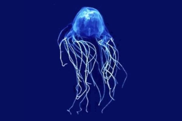 Avispa de mar - Características de la avispa de mar